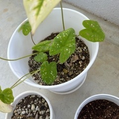 植物♦️観葉植物植木花木3つ♦️の画像