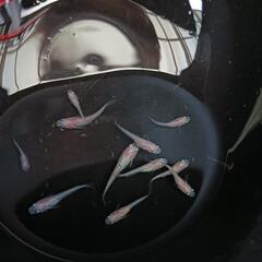 ★めだか〜ピンクめだか　若魚10匹の画像
