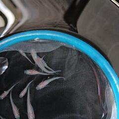 ★めだか〜ピンクめだか　若魚10匹の画像