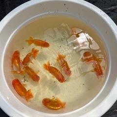 協会系　らんちゅう　2歳　1匹200円　の画像