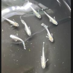 ルアンモルフォキッシング ロングフィンメダカの画像