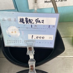 楊貴妃　ダルマ　ワンペアの画像