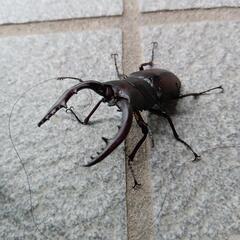 ノコギリクワガタ♂2匹セット　[差し上げます]の画像