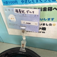楊貴妃　ダルマ　ワンペアの画像