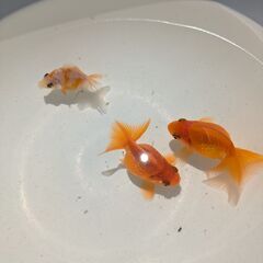 和金の画像