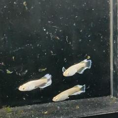 飛輪 メダカ オス1メス2の画像