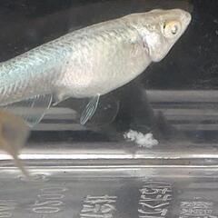 目高【メダカ】善通寺メダカ様血統ガブリエル3ペア②の画像