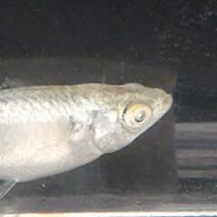 目高【メダカ】善通寺メダカ様血統ガブリエル3ペア②の画像