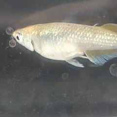 目高【メダカ】善通寺メダカ様血統ガブリエル3ペア②の画像