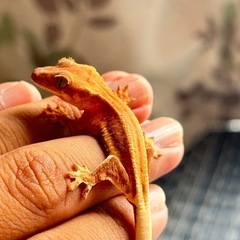 爬虫類飼育者友達が欲しい　イベント行きたい方