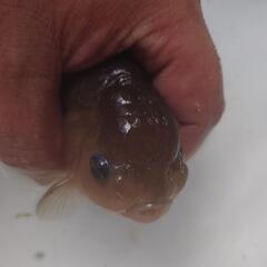 金魚 瑪瑙 らんちゅう 雌 3歳 大きめですがまだまだ伸びそうです。きんぎょ メダカ 水草 水槽 ビオトープ の画像