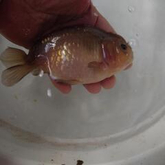 金魚 瑪瑙 らんちゅう 雌 3歳 大きめですがまだまだ伸びそうです。きんぎょ メダカ 水草 水槽 ビオトープ の画像