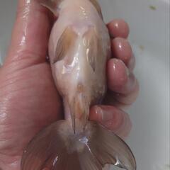金魚 瑪瑙 らんちゅう 雌 3歳 大きめですがまだまだ伸びそうです。きんぎょ メダカ 水草 水槽 ビオトープ の画像