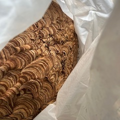 蜂の巣 本物 特大の画像