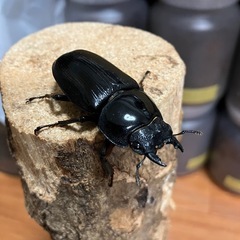 オオクワガタ【能勢YG】♂1♀2トリオ②の画像