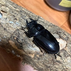 オオクワガタ【能勢YG】♂1♀2トリオ②の画像