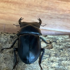 オオクワガタ【能勢YG】♂1♀2トリオ③の画像