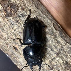 オオクワガタ【能勢YG】♂1♀2トリオ③の画像