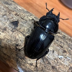 オオクワガタ【能勢YG】♂1♀2トリオ③の画像
