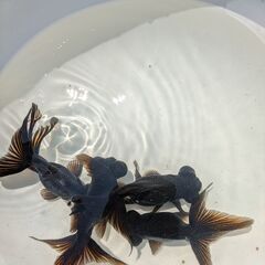 金魚（出目金）の画像