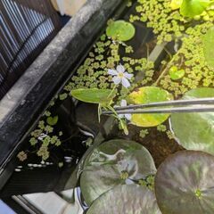 水草（浮草）ビオトープの画像