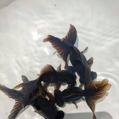 金魚（出目金）の画像