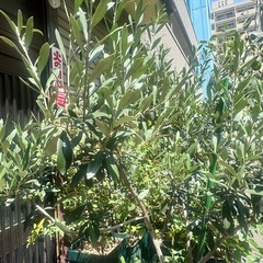 オリーブの剪定枝 差し上げますの画像