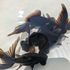 金魚（出目金）の画像
