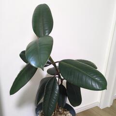 ゴムの木の画像