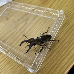 国産ミヤマクワガタペアの画像