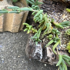 多肉植物：耐寒性マツバギク（カット苗）の画像