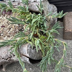多肉植物：耐寒性マツバギク（カット苗）の画像