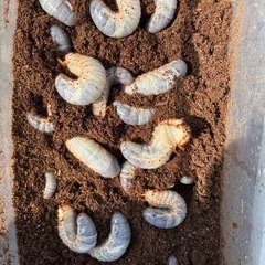 カブトムシの幼虫の画像