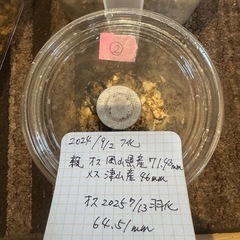 オオクワガタの画像