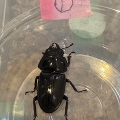 オオクワガタの画像