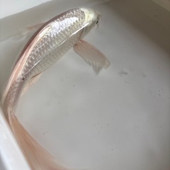 コイの画像