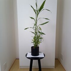 観葉植物元気な３点セット「ミリオンバンブーとスパティフィラムとオオミドリボウキ」です。の画像