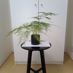 観葉植物元気な３点セット「ミリオンバンブーとスパティフィラムとオオミドリボウキ」です。の画像