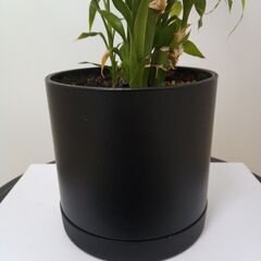 観葉植物元気な３点セット「ミリオンバンブーとスパティフィラムとオオミドリボウキ」です。の画像