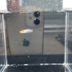 ハイビスカス♂2♀1の画像