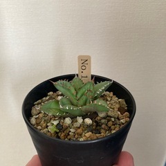 アガベ　チタノタNo1　子株の画像