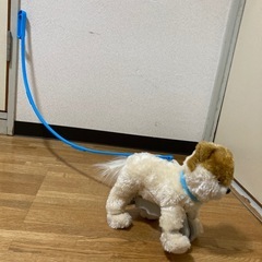 とことこワンちゃん　ポメラニアンの画像