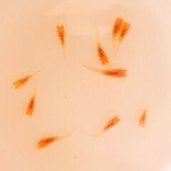 No.118【②龍の瞳（ヒレ長アルビノ）メダカ　稚魚 10匹 150円】の画像