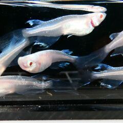 No.118【②龍の瞳（ヒレ長アルビノ）メダカ　稚魚 10匹 150円】の画像