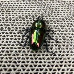ニジイロクワガタ　アンバー　良光沢の画像