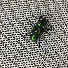 ニジイロクワガタ　アンバー　良光沢の画像