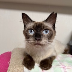 ♦️猫空シリーズエキゾチックブルーアイの瞳が神秘的な長毛シ…