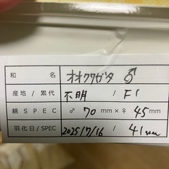 オオクワガタ新成虫Ｓサイズ♂♀ペアの画像