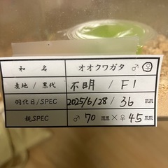 オオクワガタ新成虫Ｓサイズ♂♀ペアの画像