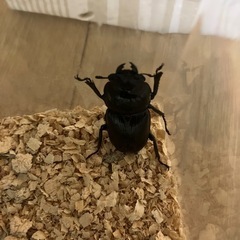 オオクワガタ新成虫Ｓサイズ♂♀ペアの画像